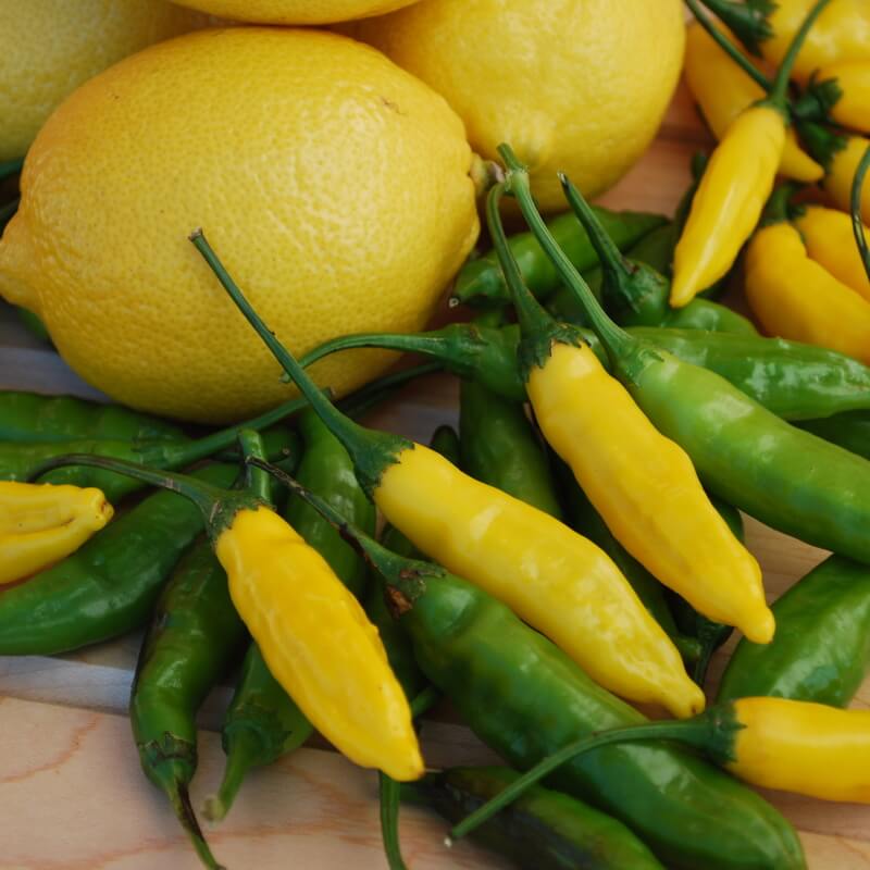Chili 'Lemon Drop' - Frøsnapperen.dk