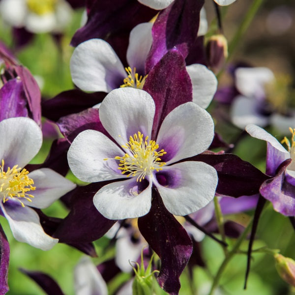 Akeleje 'William Guinness' - Frøsnapperen.dk