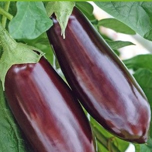 Aubergine 'Long Purple' - Frøsnapperen.dk