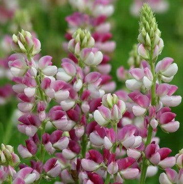 Lupin 'Avalune Red-White' - Frøsnapperen.dk