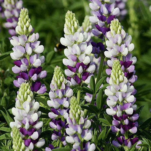 Lupin 'Avalune Lilac-White' - Frøsnapperen.dk