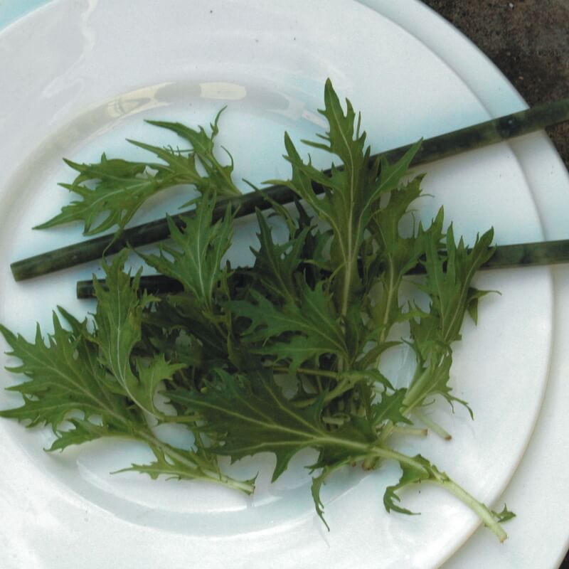 Mizuna - Frøsnapperen.dk