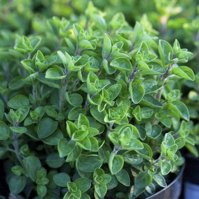Oregano - Frøsnapperen.dk