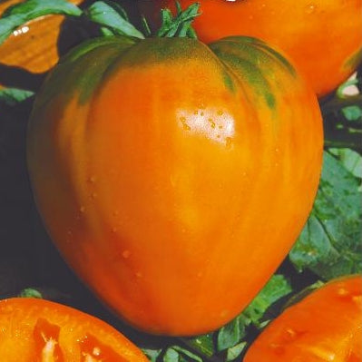 Tomat 'Oxheart Orange' - Frøsnapperen.dk