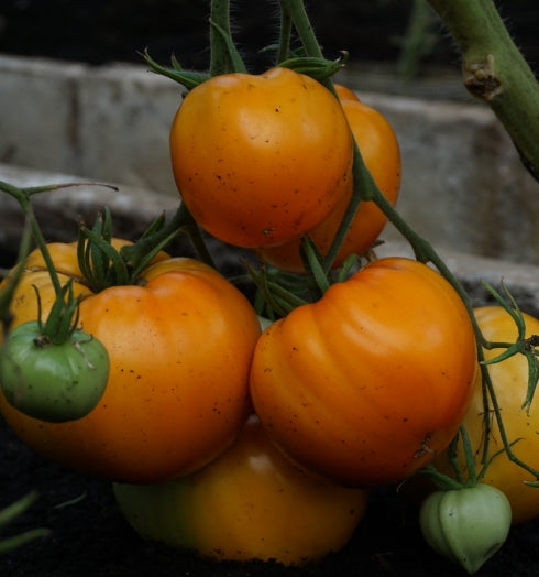 Tomat 'Oxheart Orange' - Frøsnapperen.dk