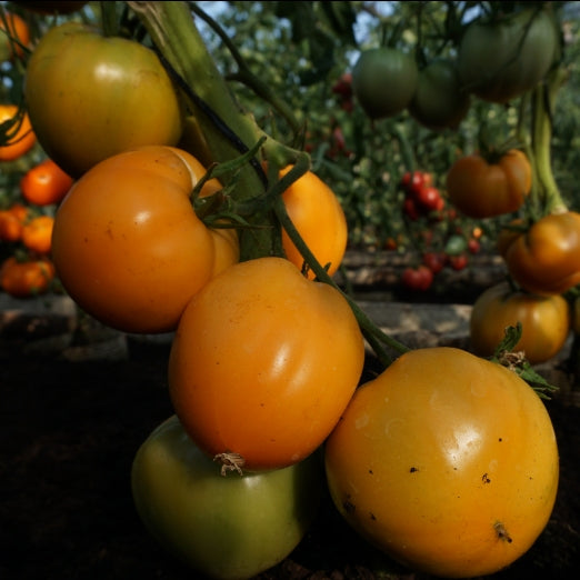 Tomat 'Oxheart Orange' - Frøsnapperen.dk