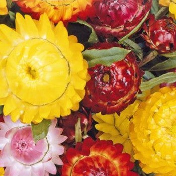 Papirblomst 'Monstrosum' - Frøsnapperen.dk