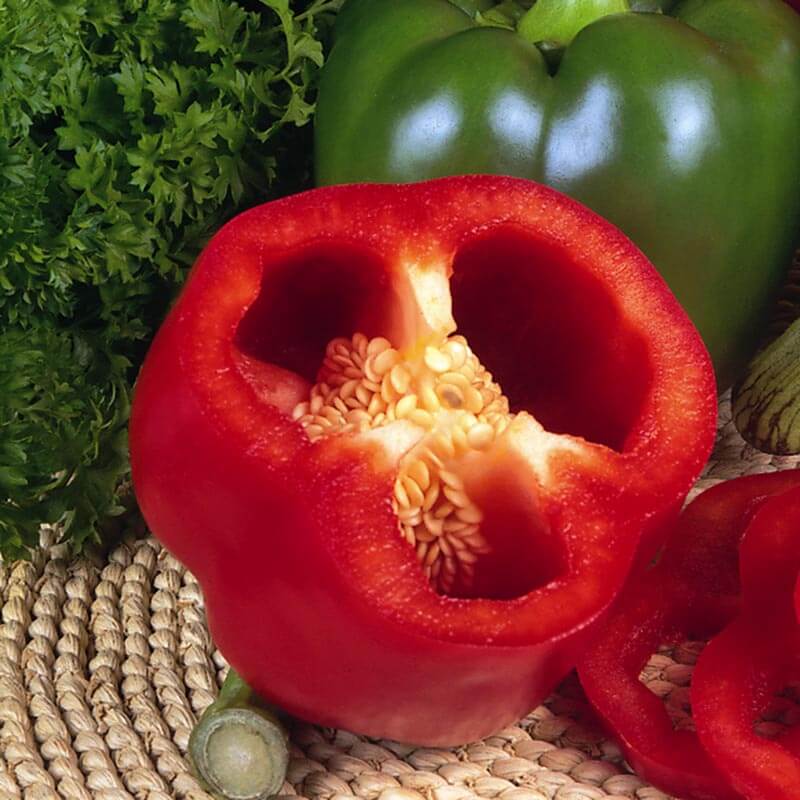 Peberfrugt 'Californian Wonder' - Frøsnapperen.dk