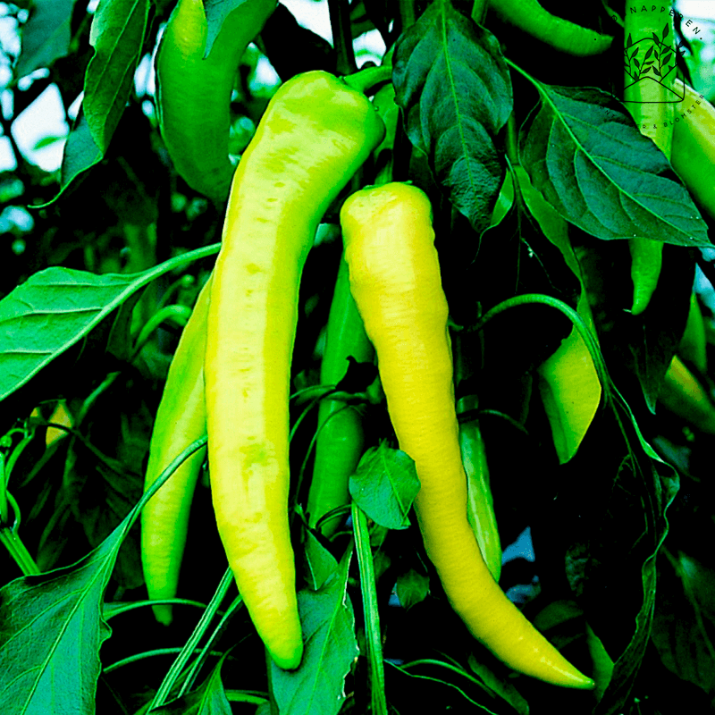 Peberfrugt 'Sweet Banana' - Frøsnapperen.dk