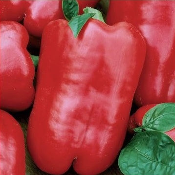 Peberfrugt 'Trapez' - Frøsnapperen.dk