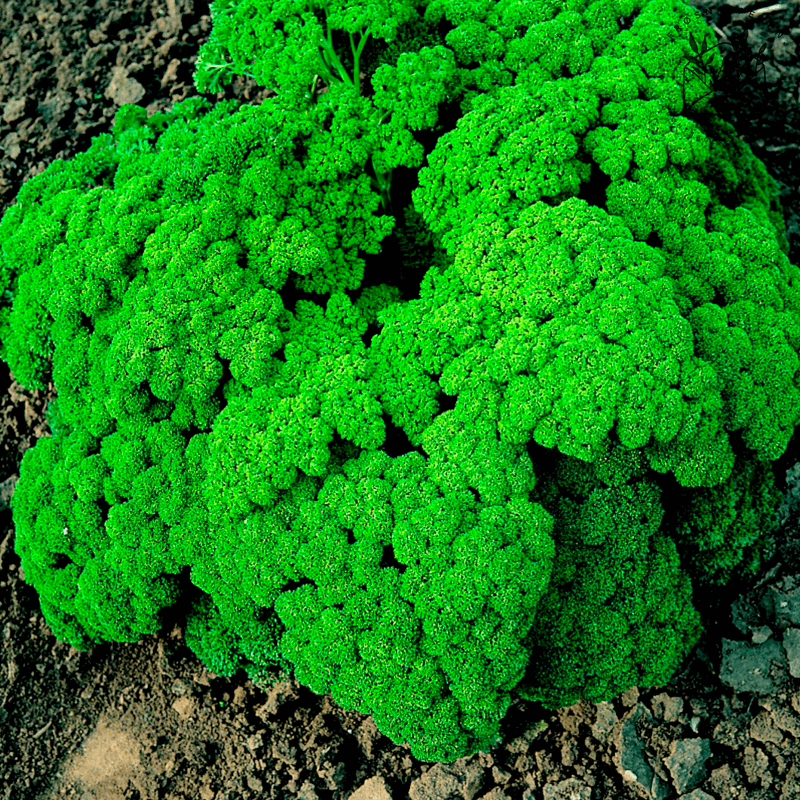 Persille, krus- 'Moss Curled' (økologisk) - Frøsnapperen.dk