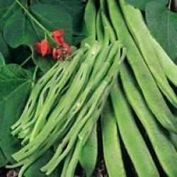 Bønne, Pral- 'Enorma' - Frøsnapperen.dk