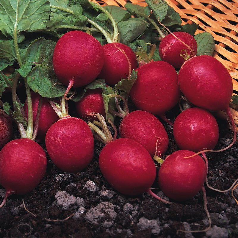 Radise 'Cherry Belle' - Frøsnapperen.dk
