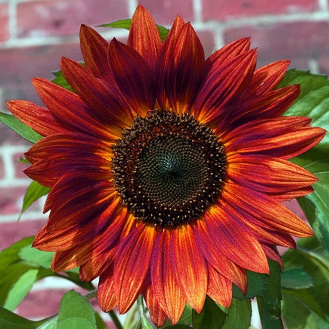 Solsikke 'Red Sun' - Frøsnapperen.dk