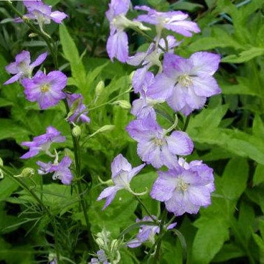 Ridderspore Larkspur 'Frosted Skies' - Frøsnapperen.dk