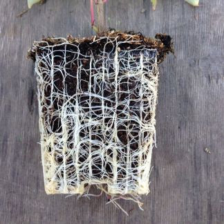 Firkantet plasticpotte - 9x9x9,5 cm - 10 stk. - Frøsnapperen.dk