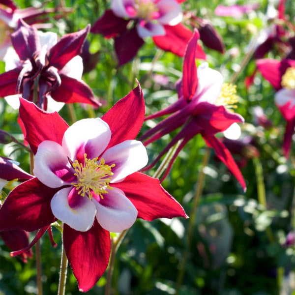 Akeleje 'Red Star' - Frøsnapperen.dk