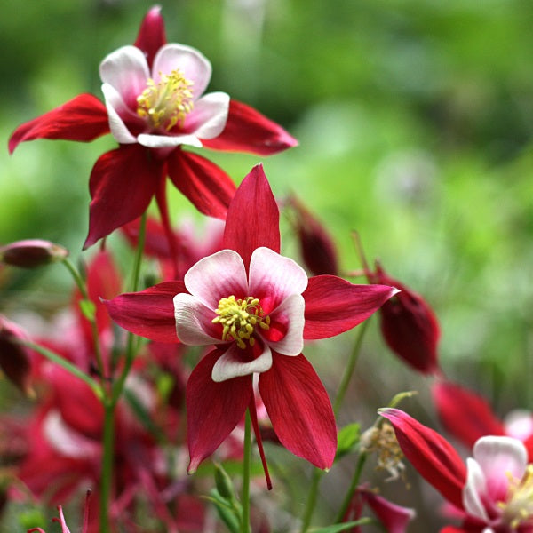 Akeleje 'Red Star' - Frøsnapperen.dk