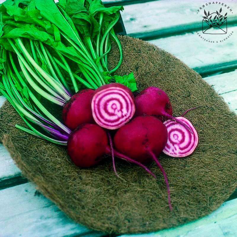 Rødbede 'Barbabietola di Chioggia' - Frøsnapperen.dk