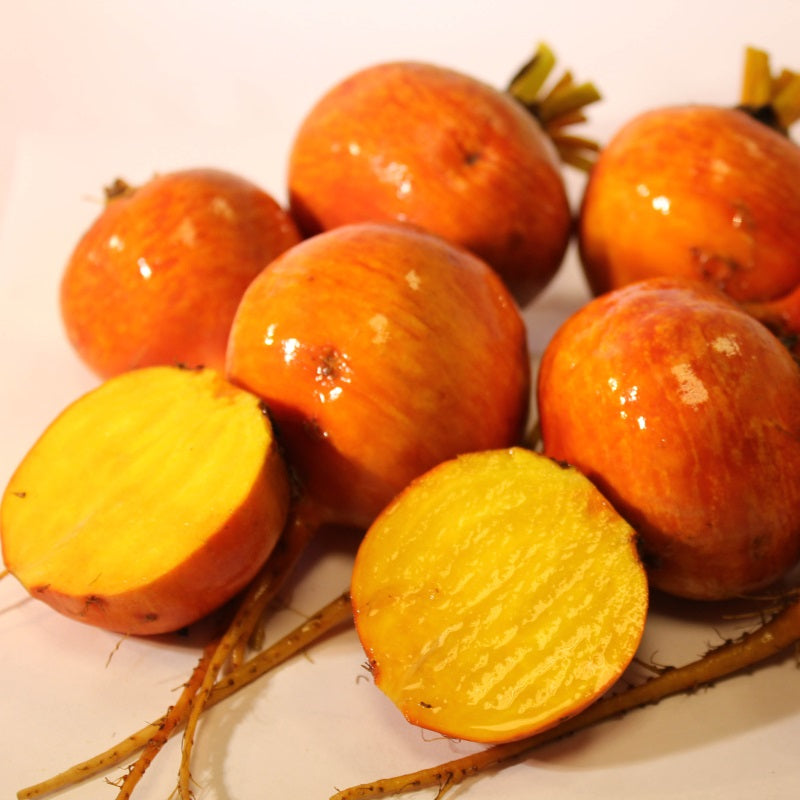 Rødbede 'Burpee's Golden' - Frøsnapperen.dk