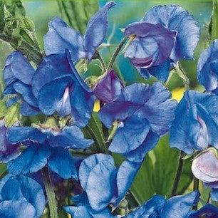 Ærteblomst 'Royal Family Blue' - Frøsnapperen.dk