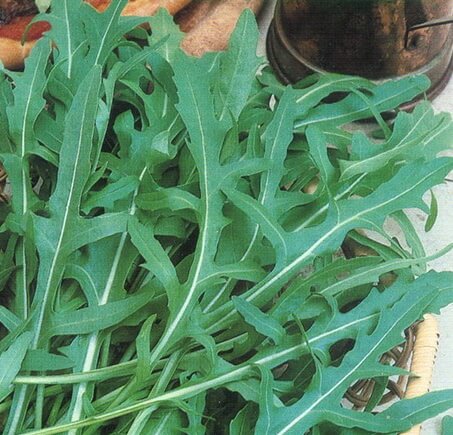 Salat \'Rucola\' - Salatsennep – dine Frøsnapperen salatfrø hos Køb 