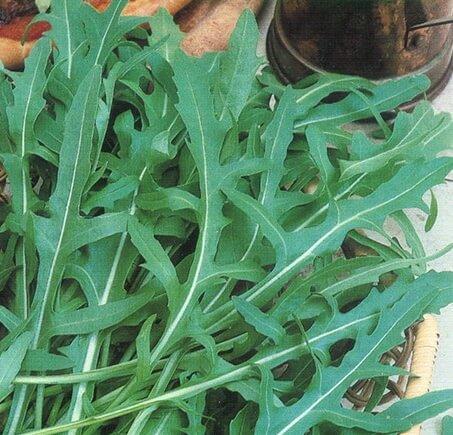 Salat 'Rucola' (økologisk) - Frøsnapperen.dk
