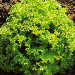 Salat 'Lollo Biondi' - Frøsnapperen.dk