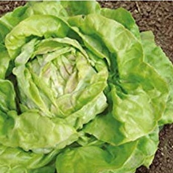 Salat 'May King' - Frøsnapperen.dk