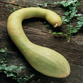 Squash 'Tromboncino Albenga' - Frøsnapperen.dk