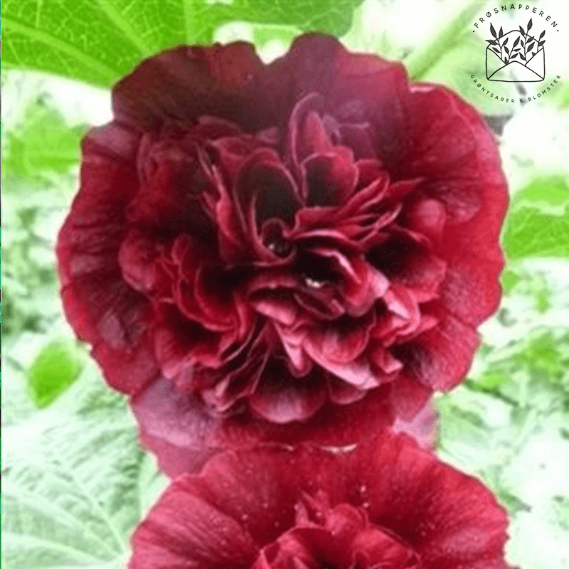 Stokrose 'Chater's Double Maroon' - Frøsnapperen.dk