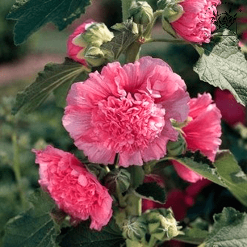 Stokrose 'Chater's Double Rose' - Frøsnapperen.dk