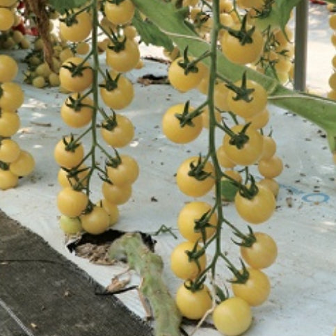 Tomat 'Suncitron F1' - Frøsnapperen.dk