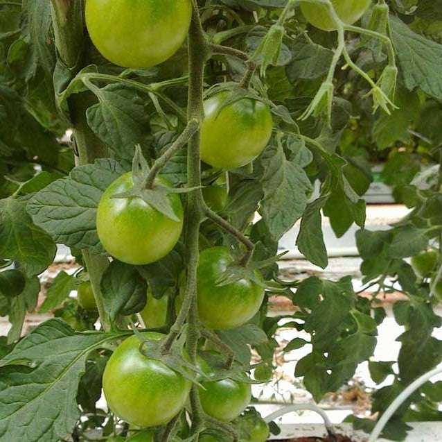 Tomat 'Sungreen F1' - Frøsnapperen.dk