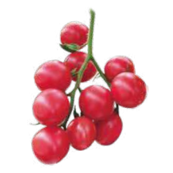 Tomat 'Sunpeach F1' - Frøsnapperen.dk