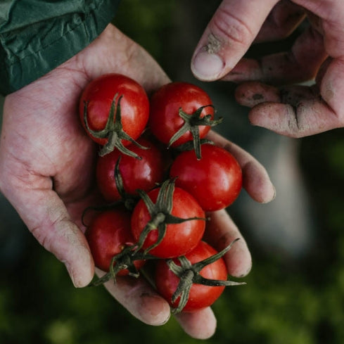 Tomat 'Sunpeach F1' - Frøsnapperen.dk