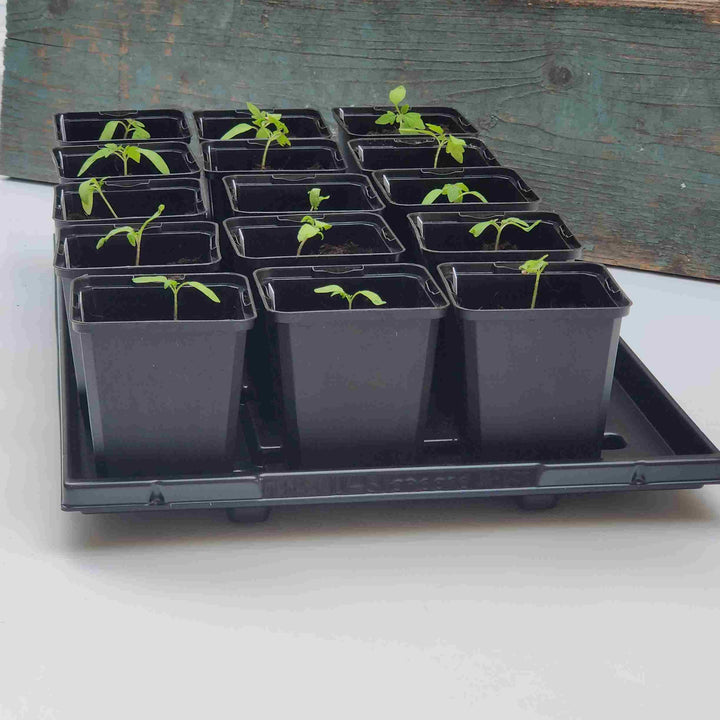 Firkantet potte af genbrugsplast - 9x9x9,5 cm - Frøsnapperen.dk