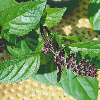 Basilikum 'Thai Sweet Basil' (økologisk) - Frøsnapperen.dk