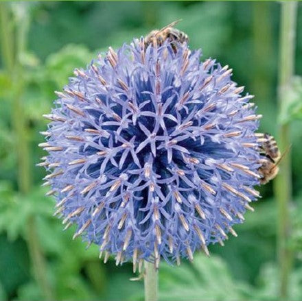 Tidselkugle 'Blue Globe' - Frøsnapperen.dk