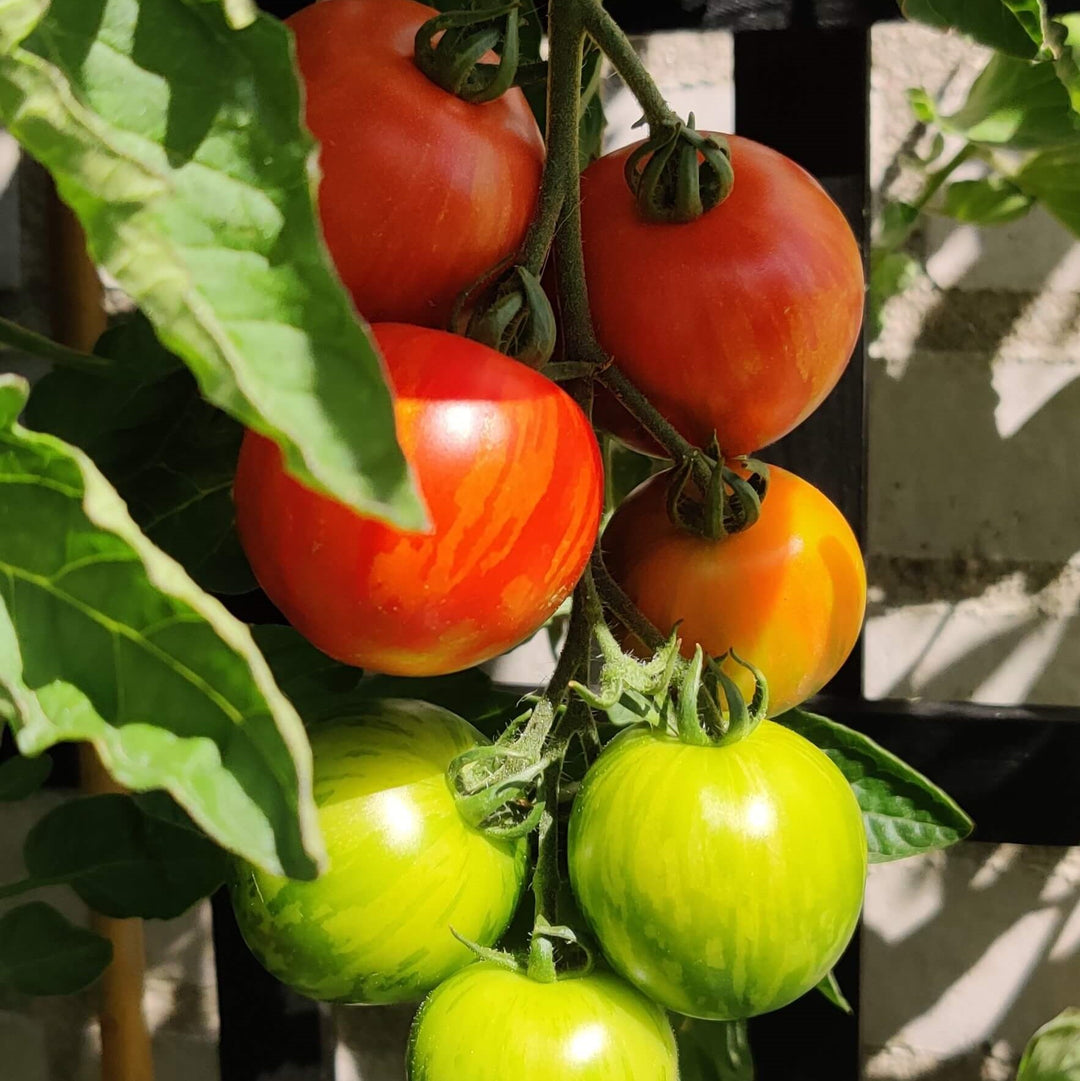 Tomat 'Tigerella' - Frøsnapperen.dk