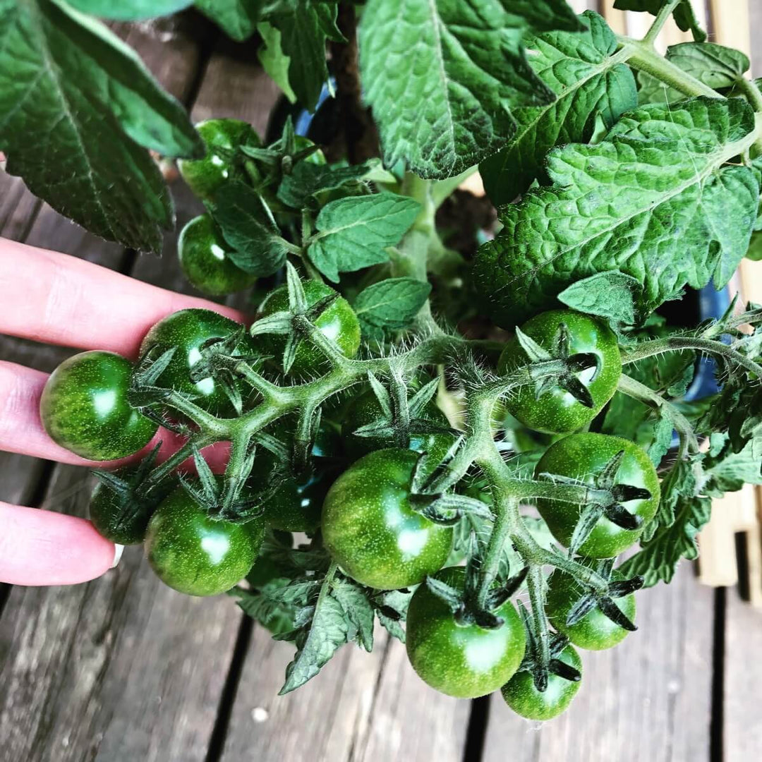 Tomat 'Tiny Tim' - Frøsnapperen.dk