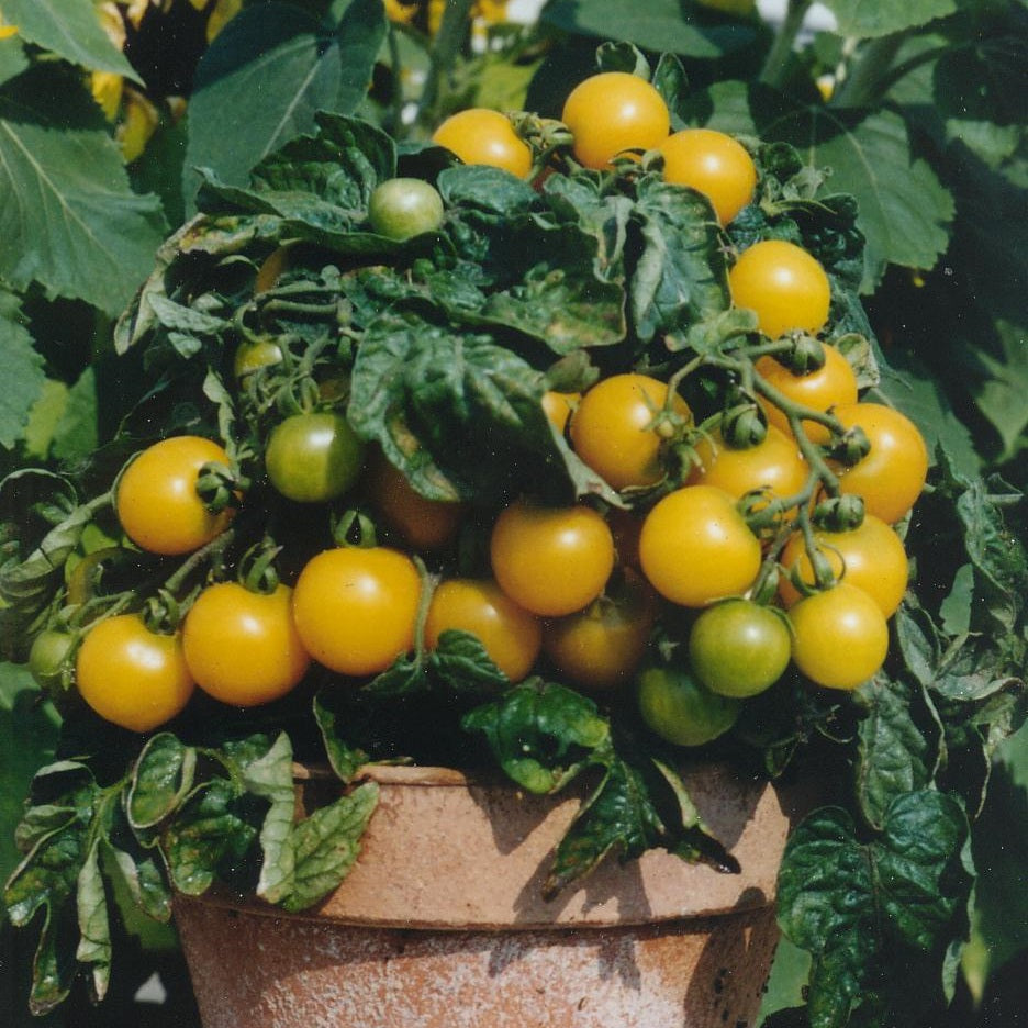 Tomat 'Balconi Yellow F1' - Frøsnapperen.dk