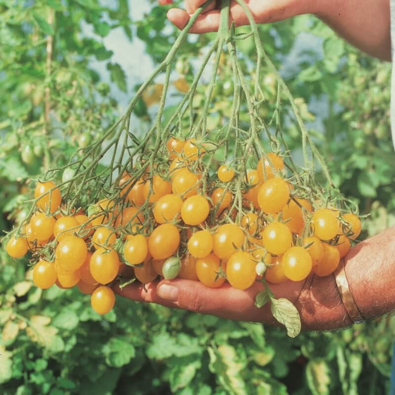 Tomat 'Ildi' - Frøsnapperen.dk