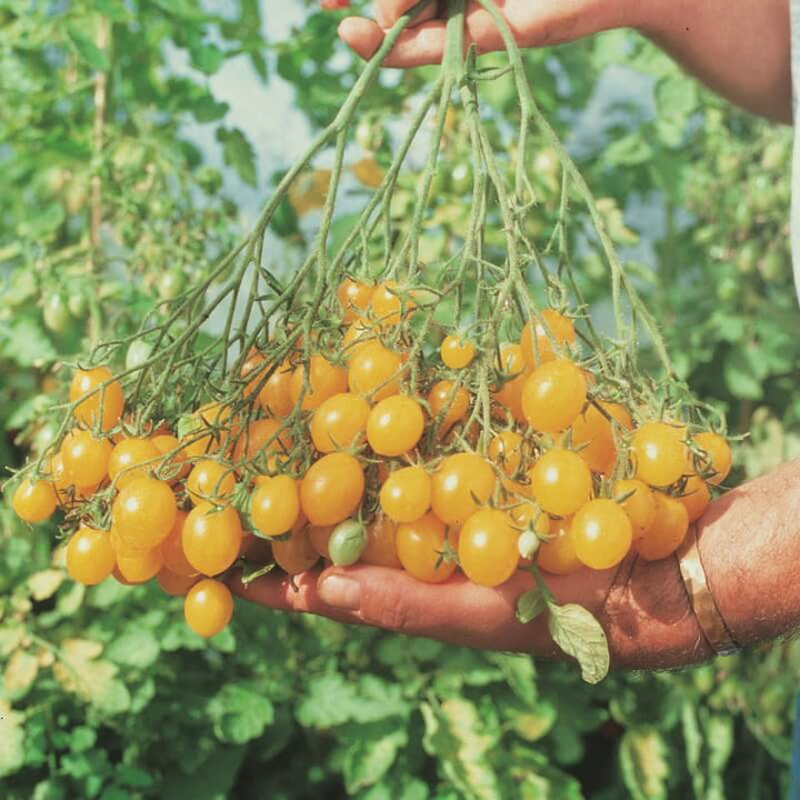 Tomat 'Ildi' - Frøsnapperen.dk