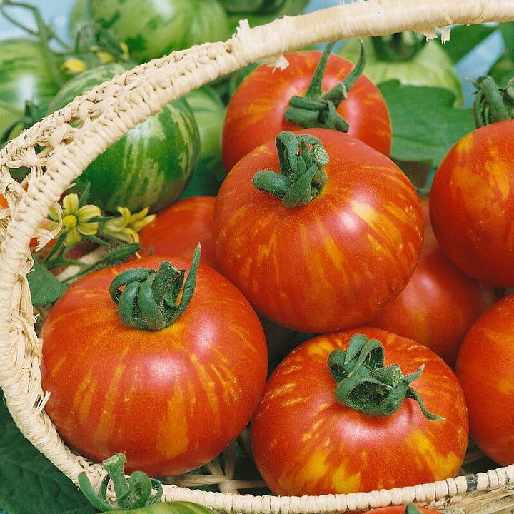 Tomat 'Tigerella' - Frøsnapperen.dk