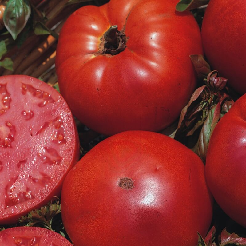 Tomat 'Marmande' (økologisk) - Frøsnapperen.dk