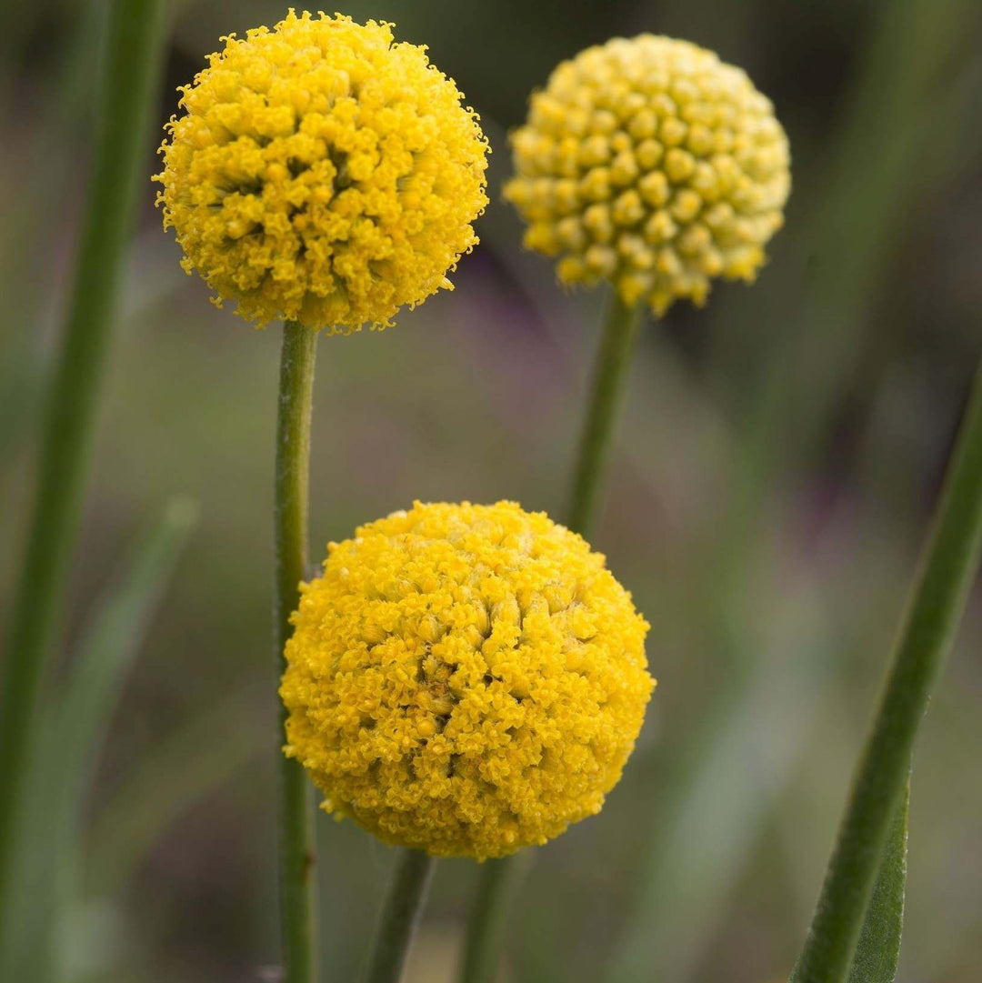 Trommestik 'Original Caspedia Globosa'