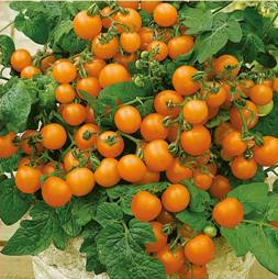 Tomat 'Venus' - Frøsnapperen.dk