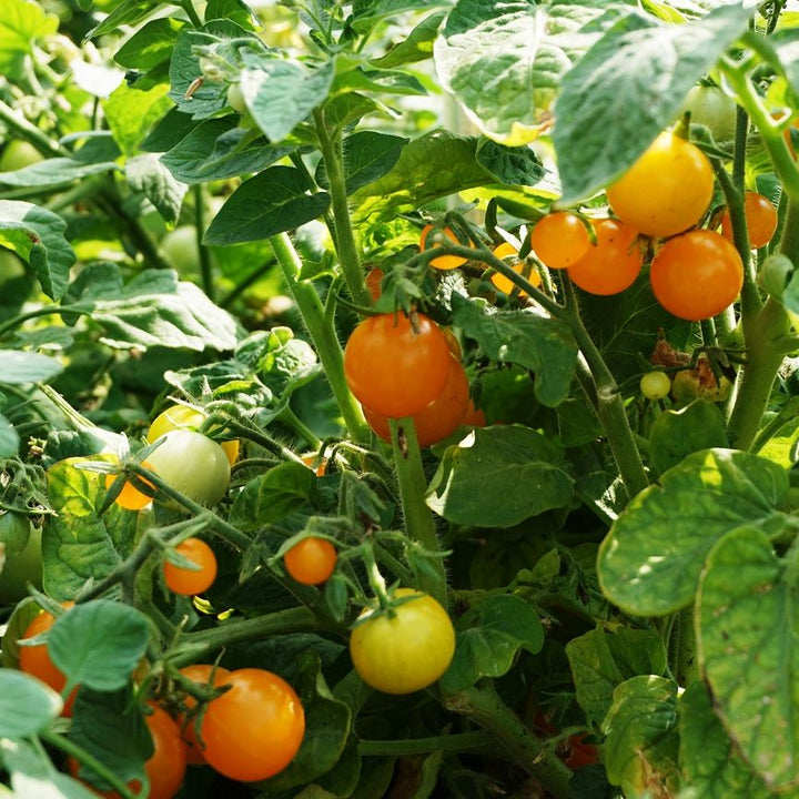 Tomat 'Venus' - Frøsnapperen.dk