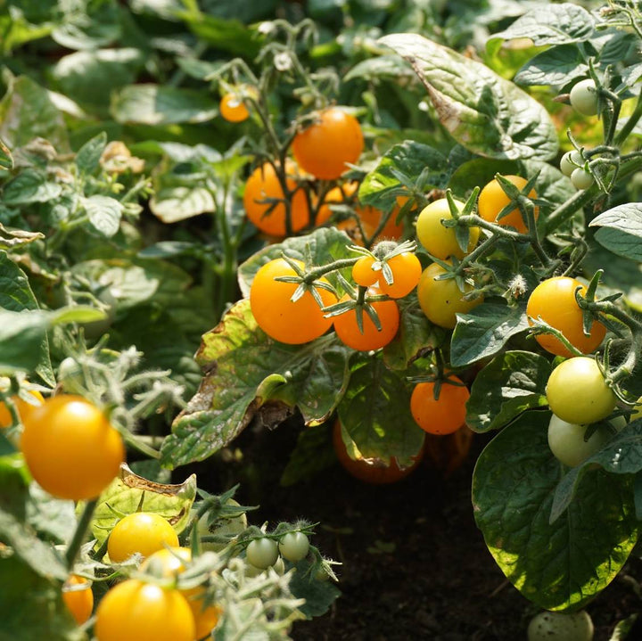 Tomat 'Venus' - Frøsnapperen.dk